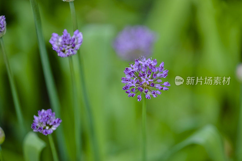 花:选择性聚焦(Apo Sonnar 135mm F2)